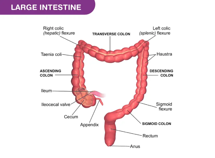 Parts of the large intestine